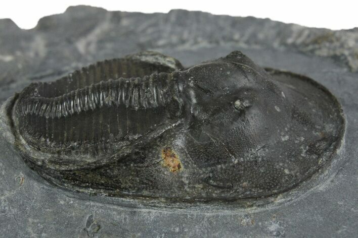 Bargain, Prone Scotoharpes Trilobite - Boudib, Morocco #353031